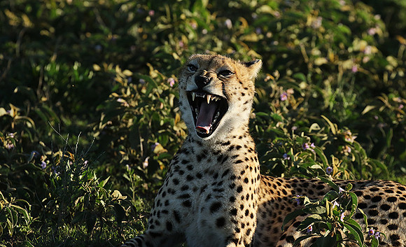 Serengeti