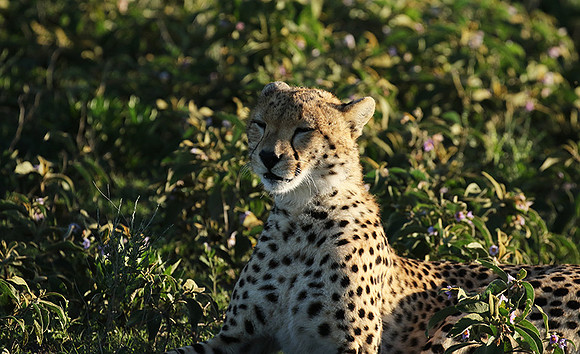 Serengeti