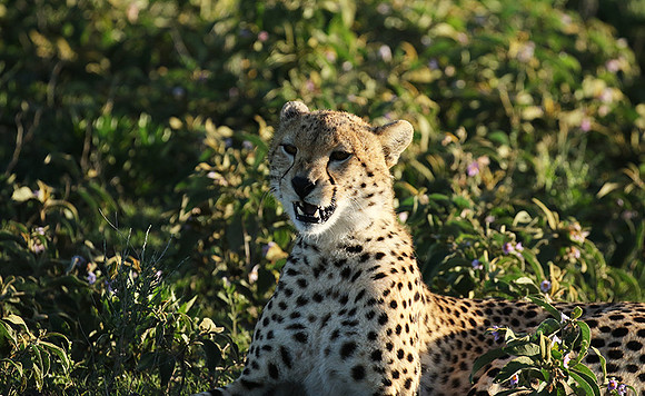 Serengeti