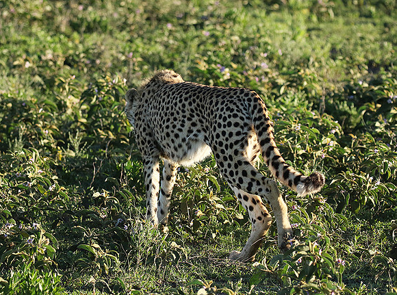 Serengeti