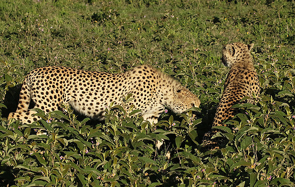 Serengeti