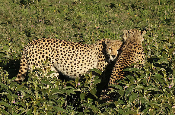 Serengeti