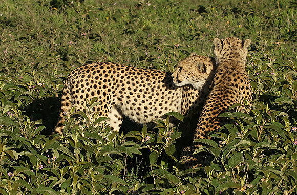 Serengeti