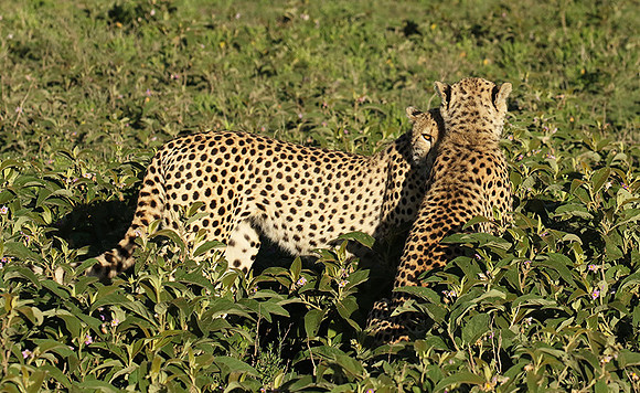 Serengeti