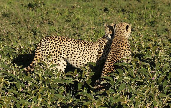 Serengeti