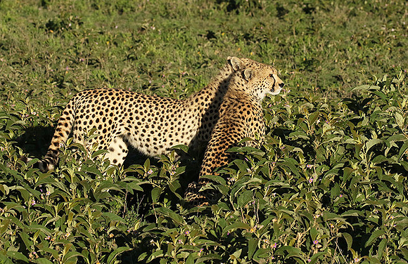 Serengeti