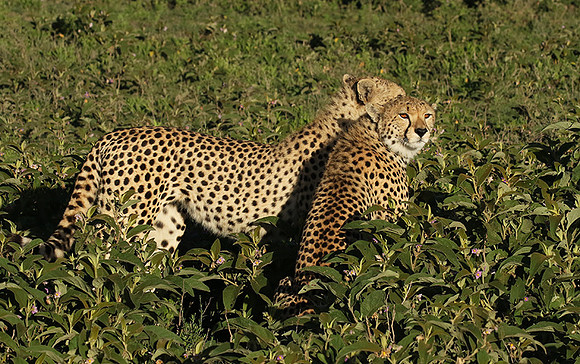 Serengeti