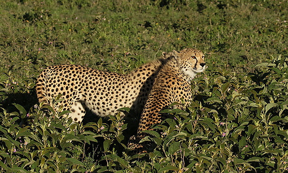 Serengeti