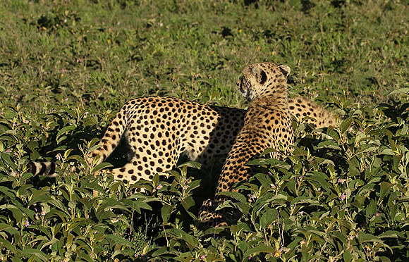Serengeti