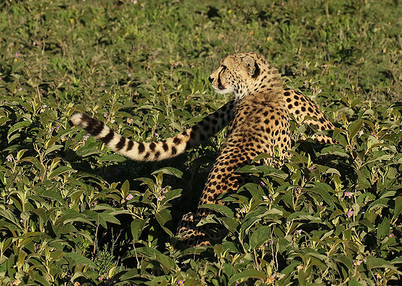 Serengeti