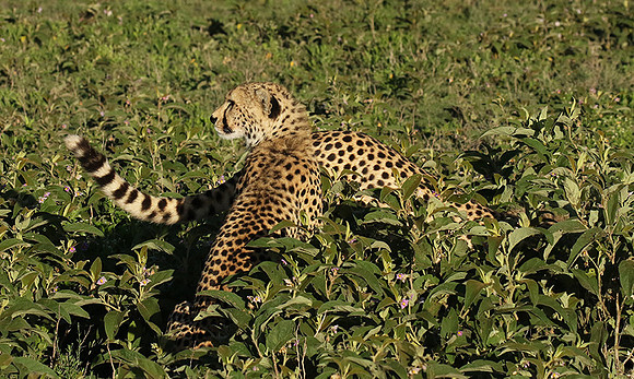 Serengeti