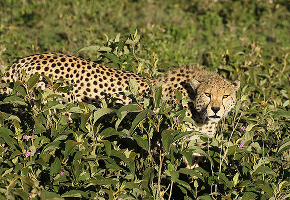Serengeti