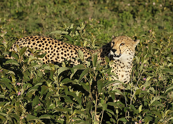 Serengeti