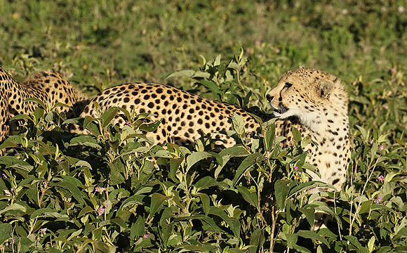 Serengeti