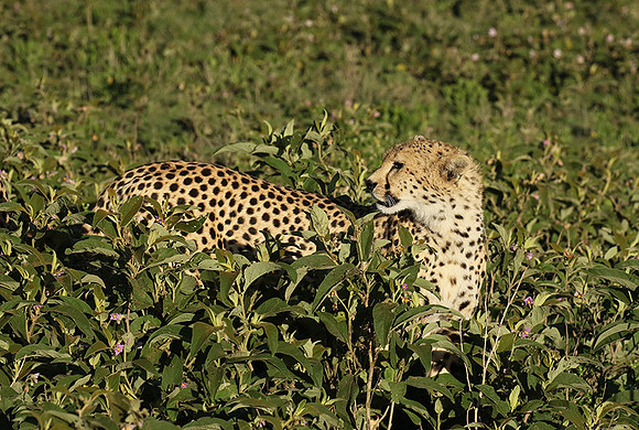 Serengeti