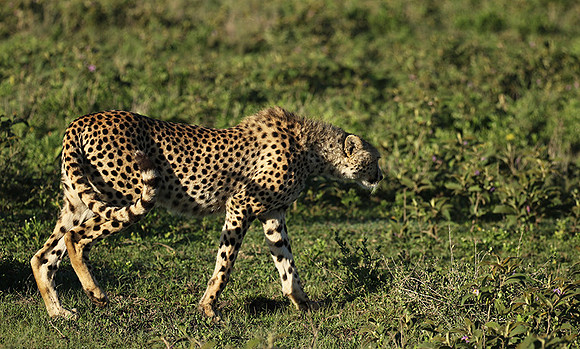 Serengeti