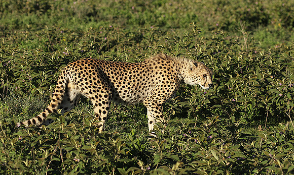 Serengeti