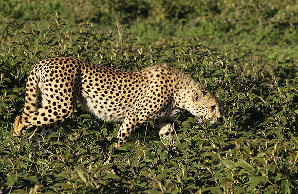 Serengeti
