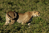 Cheetahs