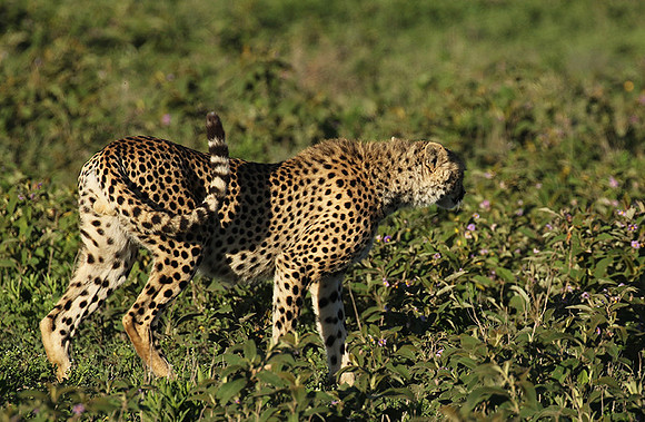 Serengeti