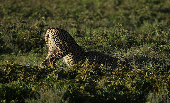 Serengeti