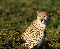 Serengeti