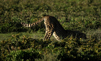 Serengeti