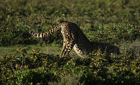 Serengeti