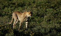 Serengeti