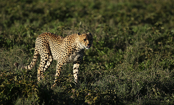Serengeti