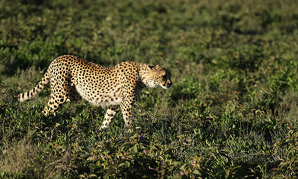 Serengeti