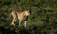 Serengeti