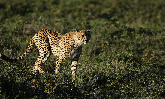 Serengeti