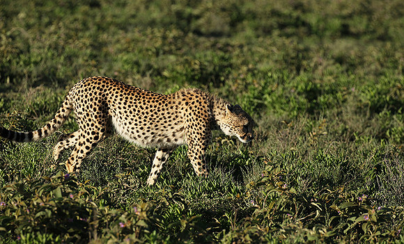 Serengeti
