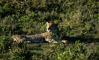 Serengeti