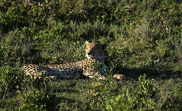 Serengeti