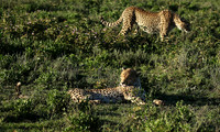 Serengeti