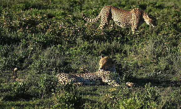 Serengeti