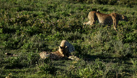 Serengeti