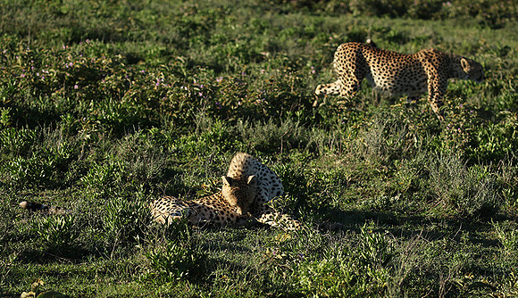Serengeti