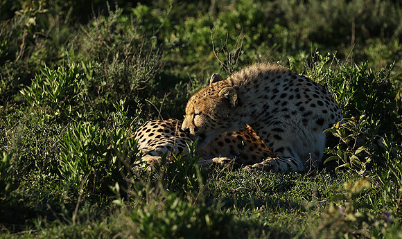 Serengeti