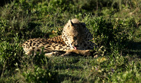 Serengeti