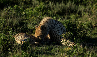 Serengeti