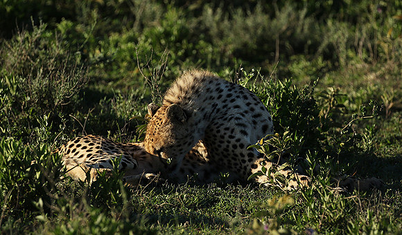 Serengeti