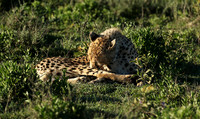 Serengeti