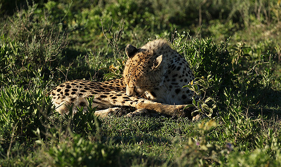 Serengeti