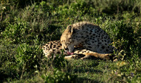 Serengeti