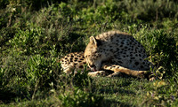 Serengeti