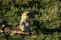 Serengeti