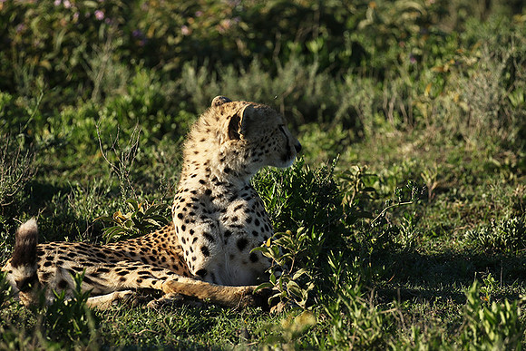 Serengeti